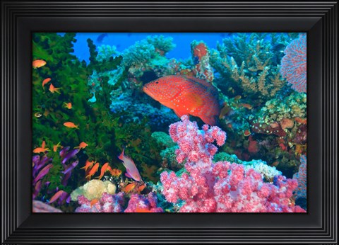Framed Fairy Basslet fish and Coral, Viti Levu, Fiji Print