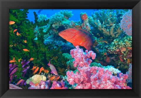 Framed Fairy Basslet fish and Coral, Viti Levu, Fiji Print