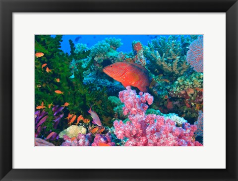 Framed Fairy Basslet fish and Coral, Viti Levu, Fiji Print