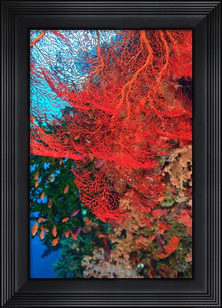 Framed Gorgonian Sea Fan, Fairy Basslets fish, Fiji Print