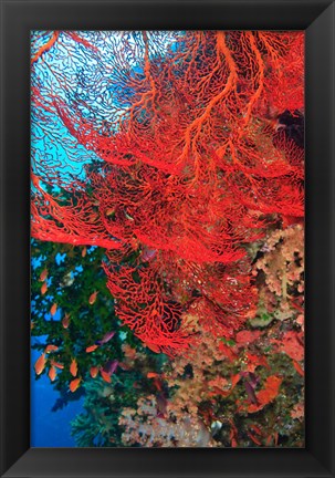 Framed Gorgonian Sea Fan, Fairy Basslets fish, Fiji Print