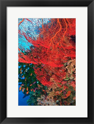 Framed Gorgonian Sea Fan, Fairy Basslets fish, Fiji Print