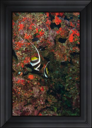 Framed Bannerfish, Viti Levu, Fiji Print