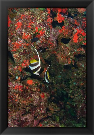 Framed Bannerfish, Viti Levu, Fiji Print