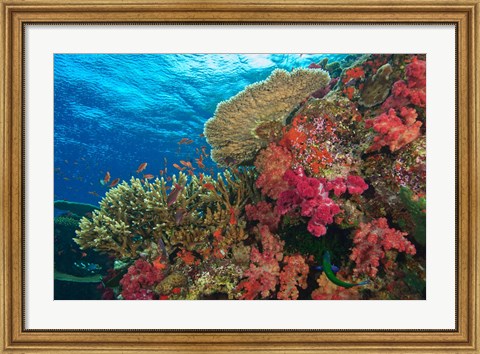 Framed Fairy Basslet fish, Fiji Print