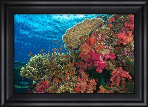 Framed Fairy Basslet fish, Fiji Print
