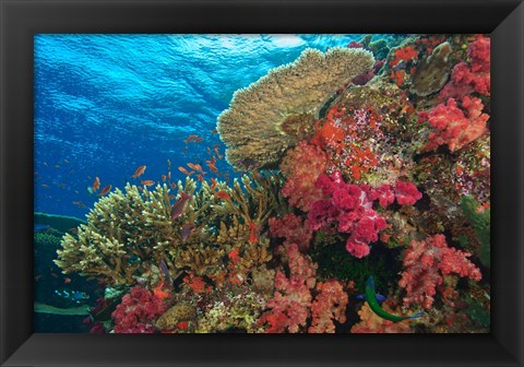 Framed Fairy Basslet fish, Fiji Print