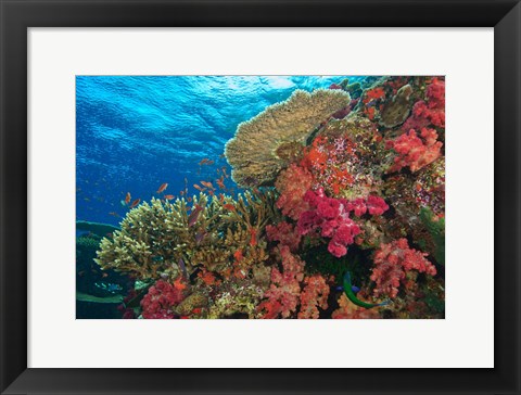 Framed Fairy Basslet fish, Fiji Print