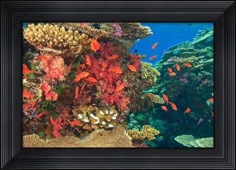 Framed Fairy Basslet fish in Viti Levu, Fiji Print