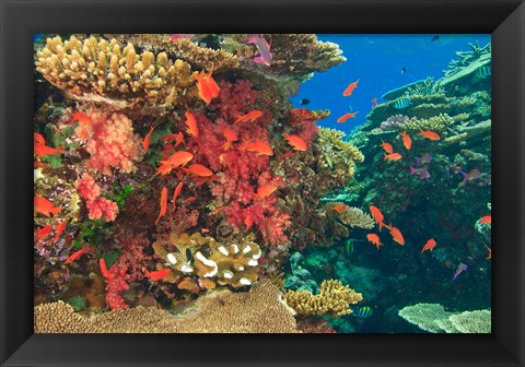 Framed Fairy Basslet fish in Viti Levu, Fiji Print