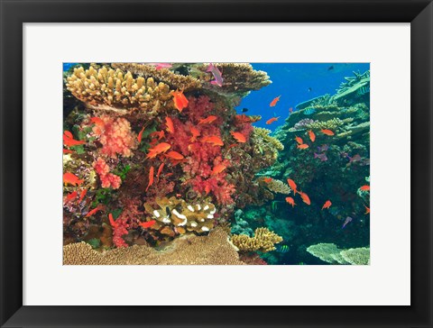 Framed Fairy Basslet fish in Viti Levu, Fiji Print