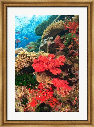 Framed Fairy Basslet fish and Red Coral, Viti Levu, Fiji Print