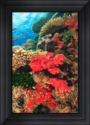 Framed Fairy Basslet fish and Red Coral, Viti Levu, Fiji Print