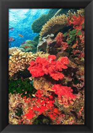 Framed Fairy Basslet fish and Red Coral, Viti Levu, Fiji Print