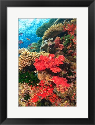 Framed Fairy Basslet fish and Red Coral, Viti Levu, Fiji Print