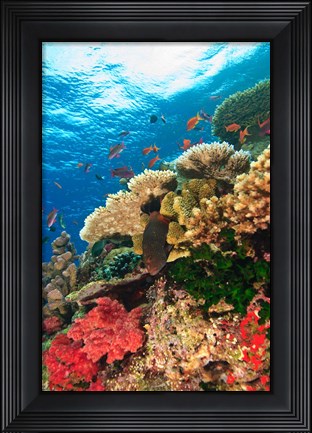 Framed Fairy Basslet fish Swimming, Viti Levu, Fiji Print