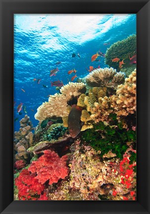 Framed Fairy Basslet fish Swimming, Viti Levu, Fiji Print