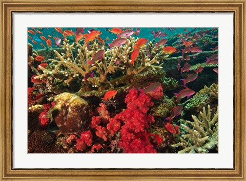 Framed Fairy Basslet fish Swimming near Coral, Fiji Print