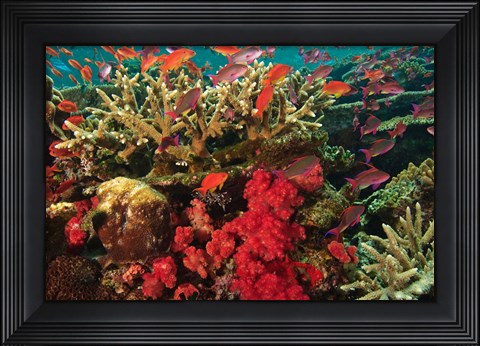 Framed Fairy Basslet fish Swimming near Coral, Fiji Print