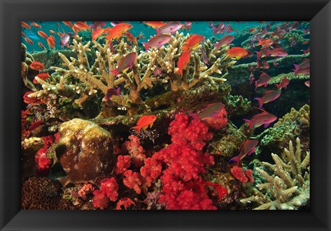 Framed Fairy Basslet fish Swimming near Coral, Fiji Print