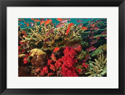 Framed Fairy Basslet fish Swimming near Coral, Fiji Print