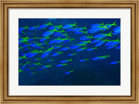 Framed Blue-Gold Fusilier fish, Viti Levu, Fiji Print
