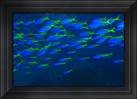 Framed Blue-Gold Fusilier fish, Viti Levu, Fiji Print