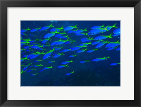 Framed Blue-Gold Fusilier fish, Viti Levu, Fiji Print