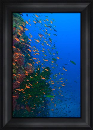 Framed Shoal of Fairy Basslet fish, Viti Levu, Fiji Print