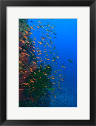 Framed Shoal of Fairy Basslet fish, Viti Levu, Fiji Print