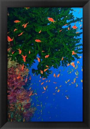 Framed Fairy Basslet fish and Green Coral, Viti Levu, Fiji Print