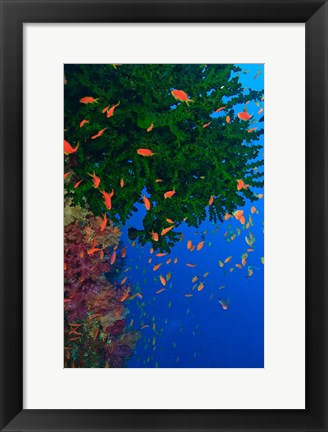 Framed Fairy Basslet fish and Green Coral, Viti Levu, Fiji Print