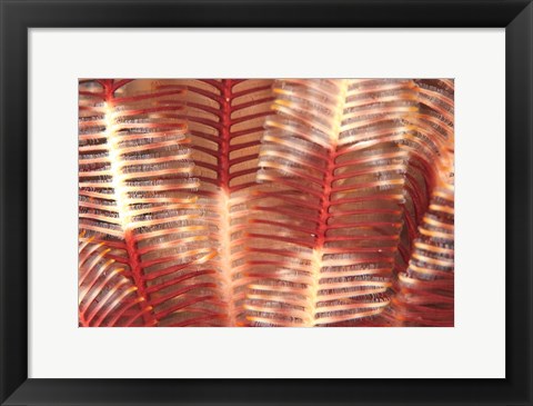 Framed Crinoid, Marine life, Viti Levu, Fiji Print