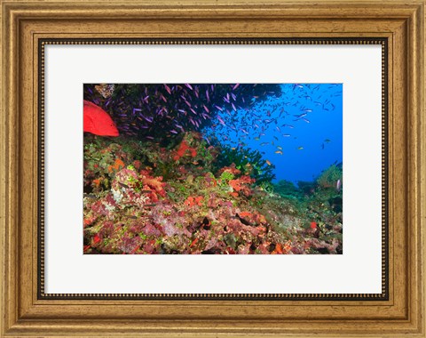 Framed Coral Cod and Anthias fish, Viti Levu, Fiji Print