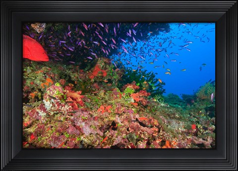 Framed Coral Cod and Anthias fish, Viti Levu, Fiji Print
