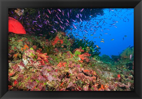 Framed Coral Cod and Anthias fish, Viti Levu, Fiji Print