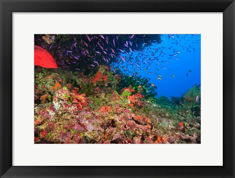 Framed Coral Cod and Anthias fish, Viti Levu, Fiji Print