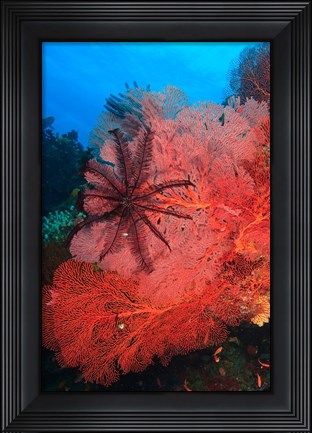 Framed Pristine Gorgonian Sea Fans marine life, Fiji Print