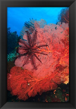 Framed Pristine Gorgonian Sea Fans marine life, Fiji Print