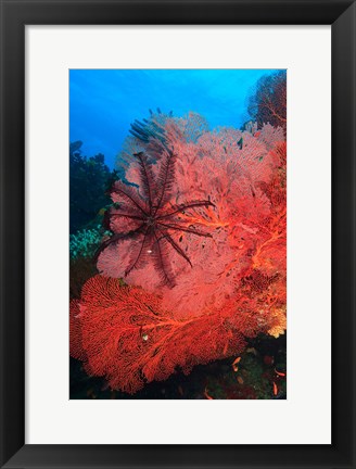 Framed Pristine Gorgonian Sea Fans marine life, Fiji Print