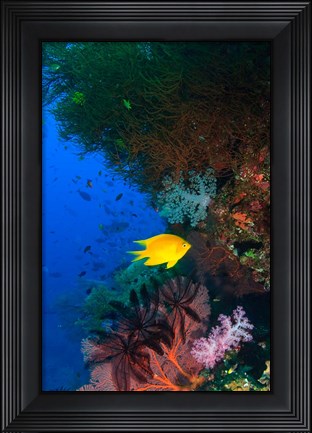 Framed Yellow Damsel, Gorgonian sea fan, Fish, Fiji Print