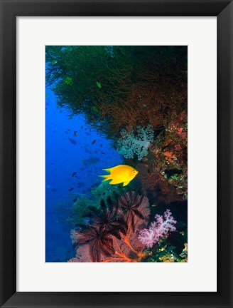 Framed Yellow Damsel, Gorgonian sea fan, Fish, Fiji Print