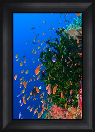 Framed Coral and Fairy Basslet fish, Viti Levu, Fiji Print