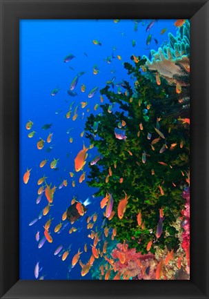 Framed Coral and Fairy Basslet fish, Viti Levu, Fiji Print