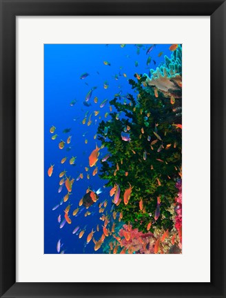 Framed Coral and Fairy Basslet fish, Viti Levu, Fiji Print