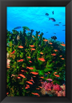 Framed Fairy Basslet fish in Clear Blue Waters, Viti Levu, Fiji Print