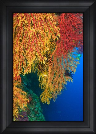 Framed Gorgonian Sea Fan, Marine life, Viti Levu Fiji Print