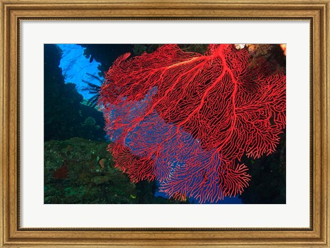 Framed Gorgonian Sea Fan, Viti Levu Fiji Print