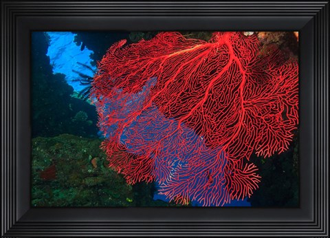Framed Gorgonian Sea Fan, Viti Levu Fiji Print
