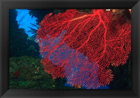 Framed Gorgonian Sea Fan, Viti Levu Fiji Print